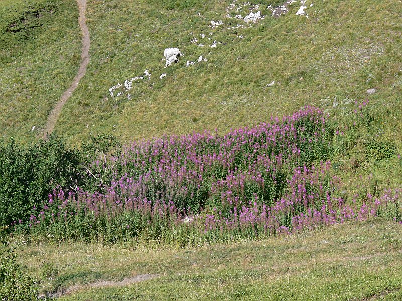 Moncenisio_20100829_047.JPG