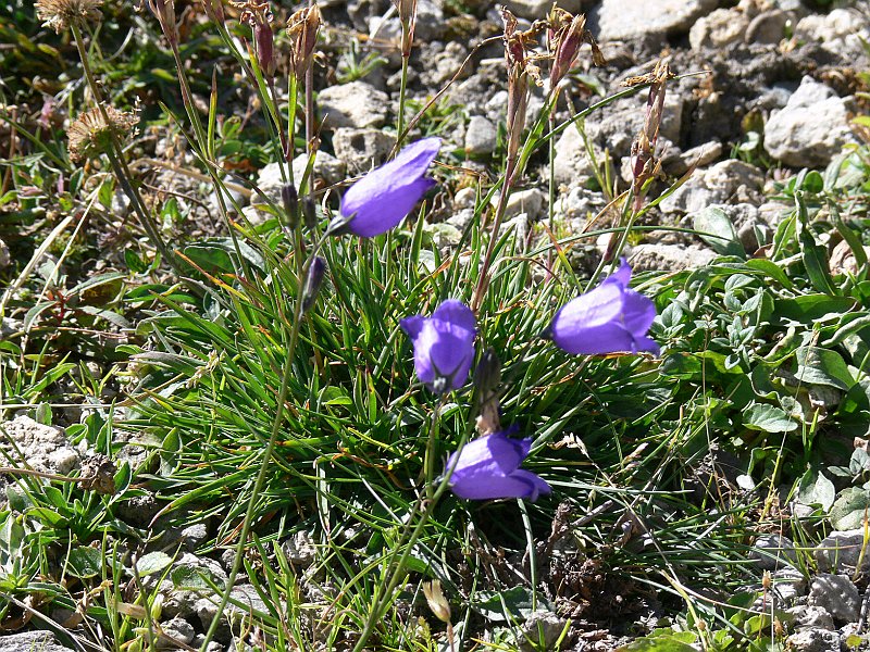 Moncenisio_20100829_048.JPG