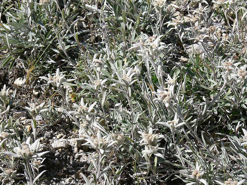 Moncenisio_20100829_049.JPG