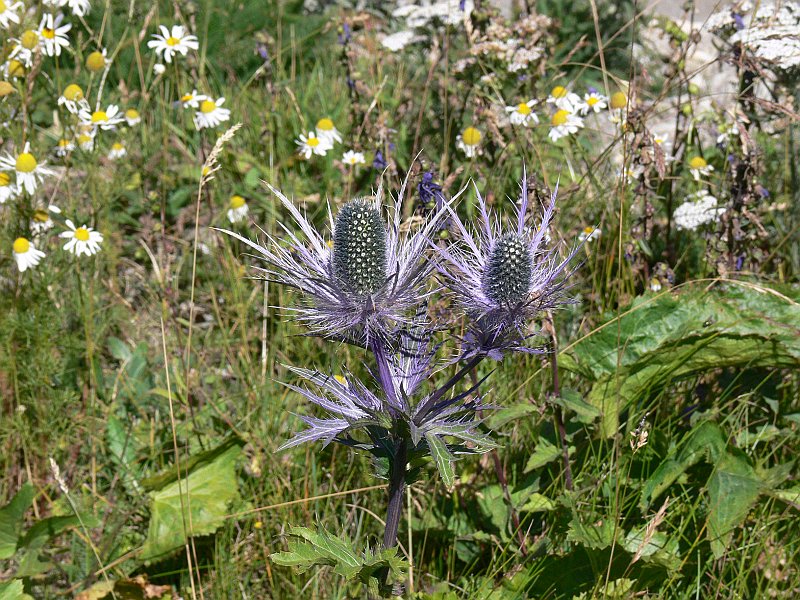 Moncenisio_20100829_050.JPG