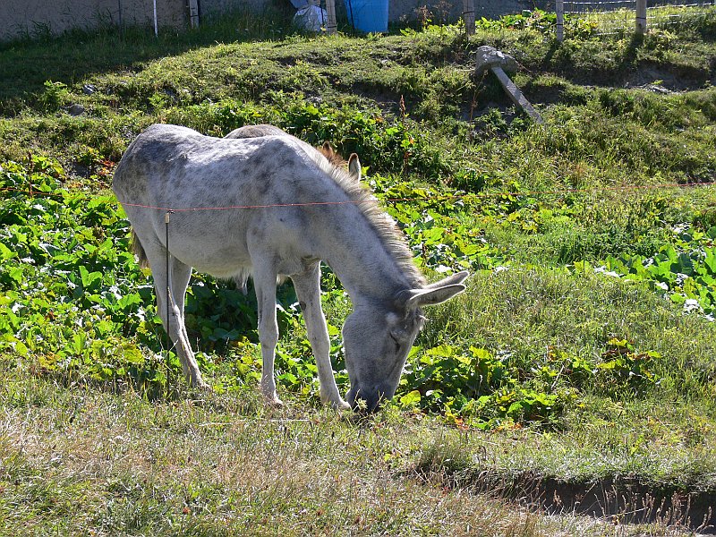 Moncenisio_20100829_051.JPG