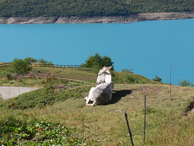 Moncenisio_20100829_052.JPG