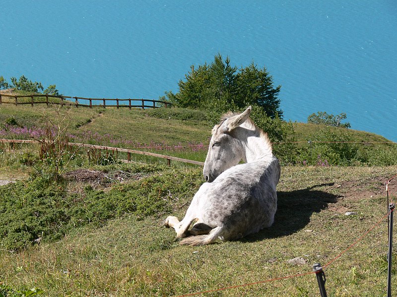 Moncenisio_20100829_053.JPG