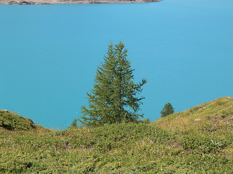 Moncenisio_20100829_054.JPG