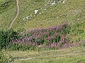 Moncenisio_20100829_047