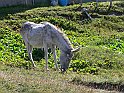 Moncenisio_20100829_051