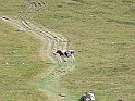 Moncenisio_20100829_056