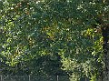 Pontcharra20101009_064