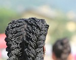 IMG_0287