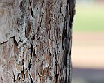 IMG_4446